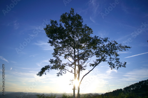 Bild auf Leinwand 一本の木と空が奇麗です。 A tree and the sky are beautiful.