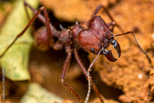 Leaf cutter ant, scientific name Atta ssp aka Saúva ant  -  macro photography of a Leafcutter ant in the anthill, macro photography of nature