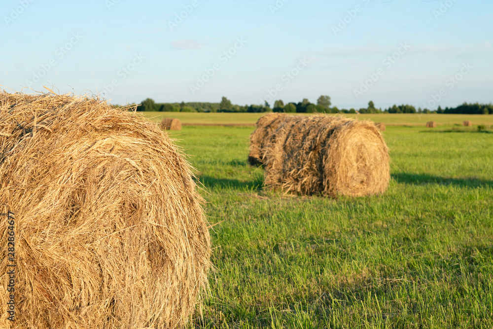 Haystack on the field. Wheat harvest. The harvest of grain	