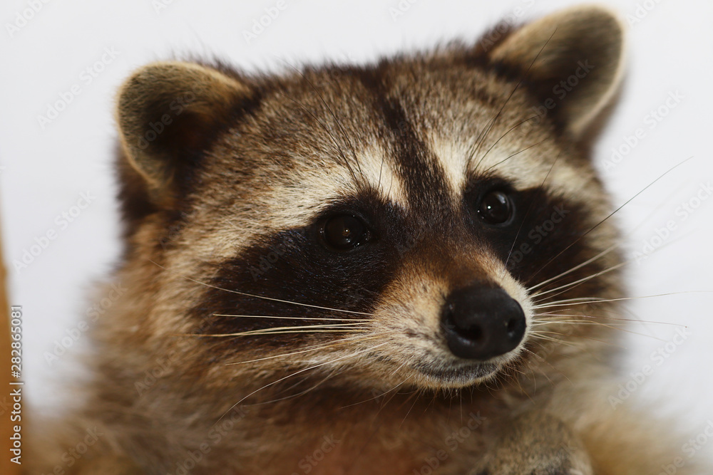 Portrait of a small raccoon, front view ... 