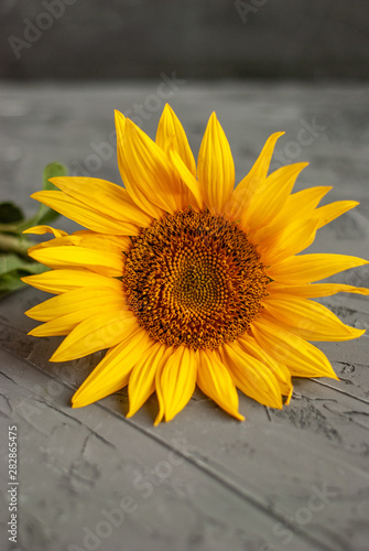 Sunflowers on a dark concrete background.