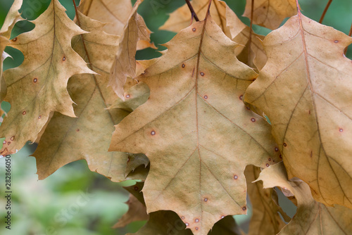 orange autumn oak leaves closeup
