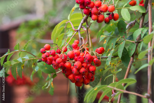 rowan berries on twig closeup