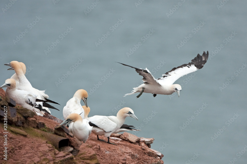 northern gannet, morus bassanus, Helgoland, Dune island northern gannet, morus bassanus, Helgoland, Dune island