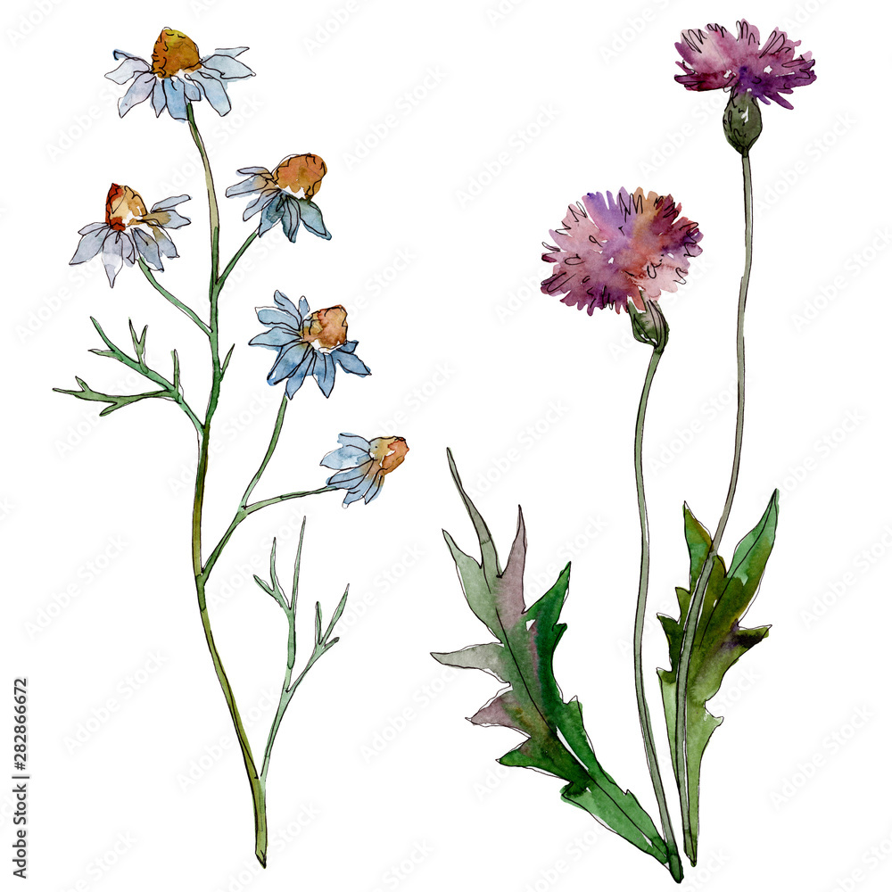 Obraz premium Wildflowers floral botanical flowers. Watercolor background illustration set. Isolated flowers illustration element.