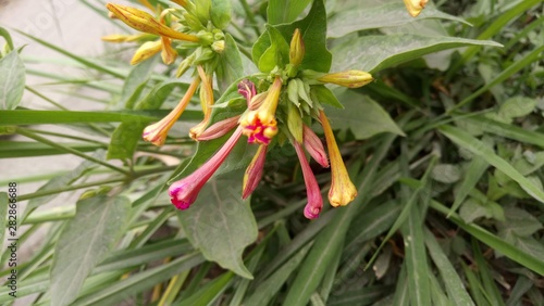 Wallpaper Mural Flor Trompeta Torontodigital.ca