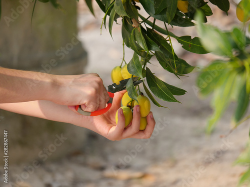 Plum mangos cut from the tree