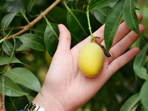 Fresh Plum Mango on hand