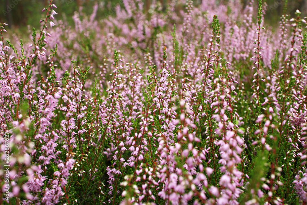 background with pink flowers on the forest background with pink flowers on the forest