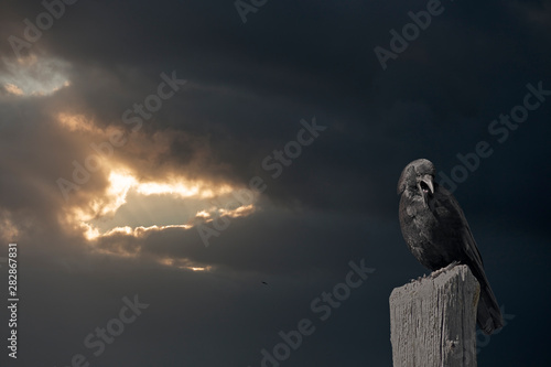 Photo Mysterious crow before night