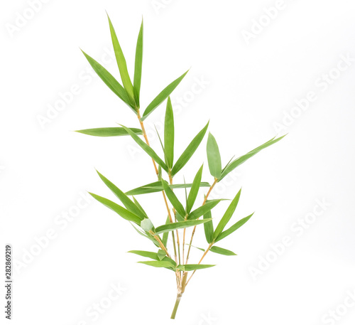 Bamboo leaf and brach isolated on white background, Bamboo leaf texture as background or wallpaper, Chinese bamboo leaf, Closeup green branch and bamboo leaves  © Adhivaswut