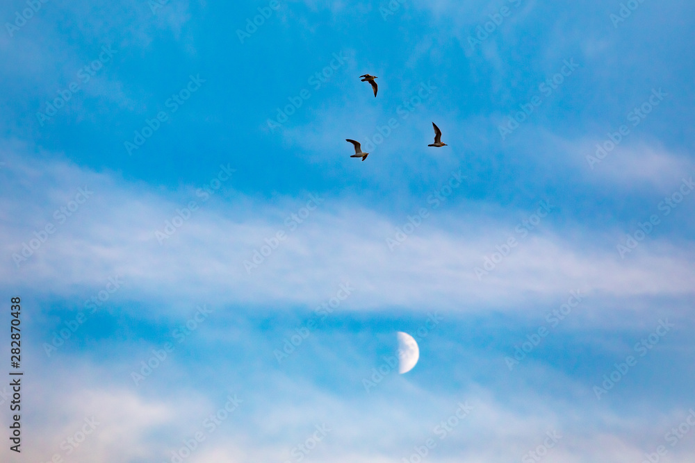 Three seagulls in the sky and a moon in Riga, Latvia Three seagulls in the sky and a moon in Riga, Latvia