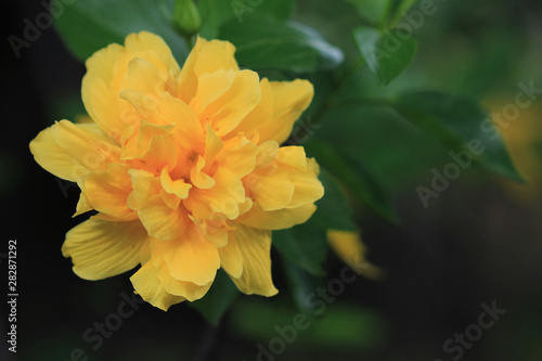 Yellow Hibiscus flower