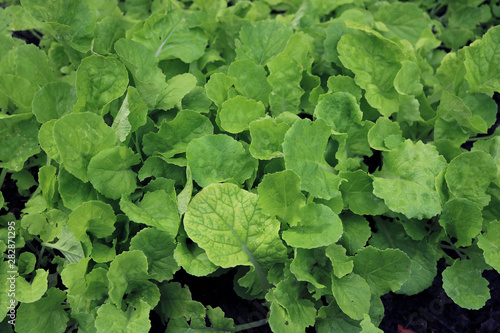 Growing Peking cabbage