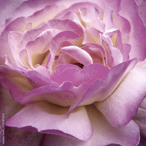 Beautiful toned rose close up. Floral background