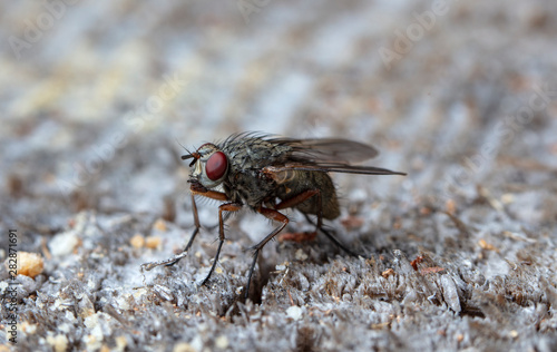 fly tachinidae in a native habitat