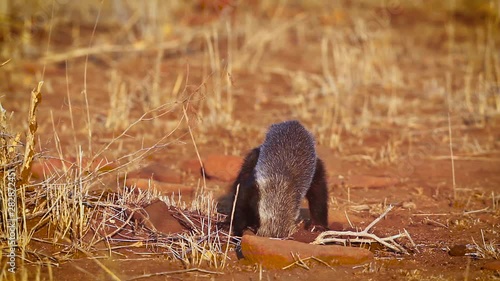 Honey badger looking for food in Kruger National park, South Africa ; Specie Mellivora capensis family of Mustelidae photo