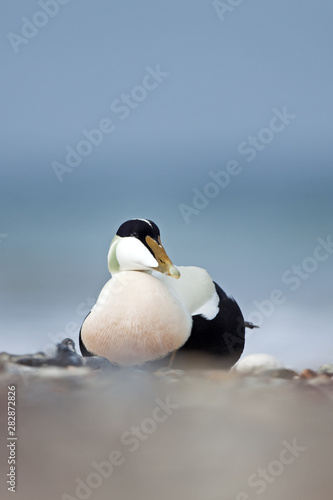 common eider, somateria mollissima, cuddy's duck, Helgoland, Dune island photo