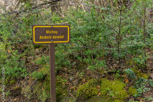 Sign in the park indicating the name of the plant in latin Michay Berberis Darwinii