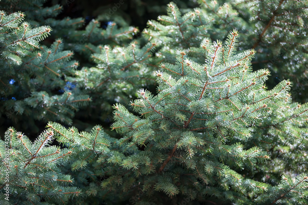 Christmas tree branches close up natural Christmas tree branches close up natural