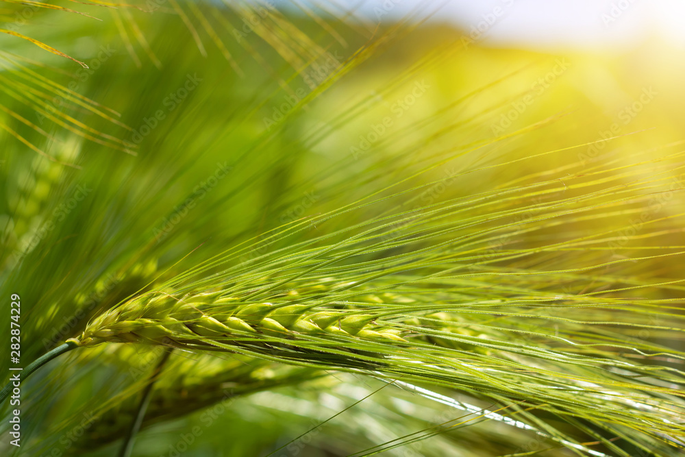 © Oleksandr - spikelets of green brewing barley in a field. © Oleksandr - spikelets of green brewing barley in a field.