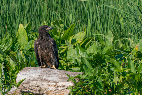 Perched Juvenile Bald Eagle on Stump with Green background