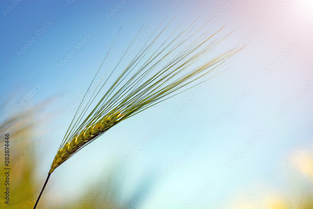 spikelets of green brewing barley in a field.