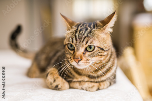 Beautiful short hair cat lying on the bed at home