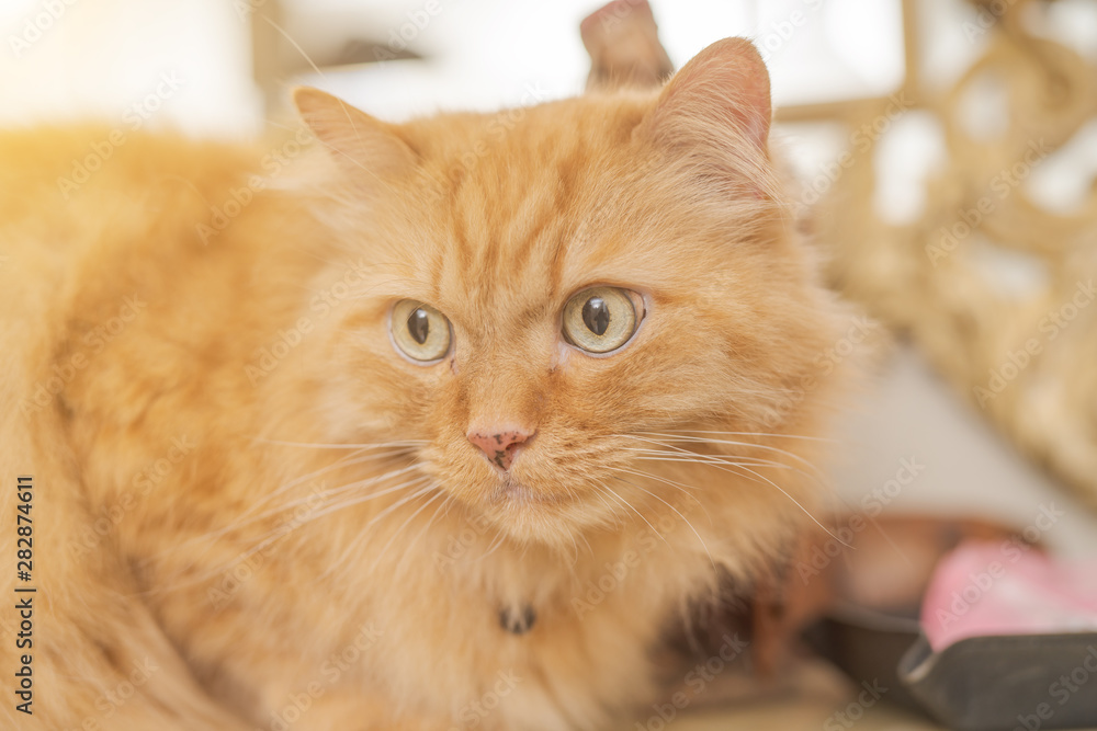 Beautiful ginger long hair cat sitting on table at home