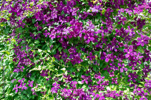 Blooming violet clematis climbing plant flowers close-up.