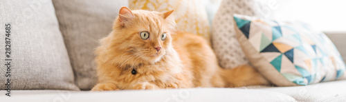 Beautiful ginger long hair cat lying on the sofa on a sunny day at home © Krakenimages.com