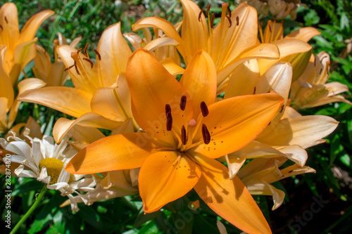 Summer flowers - bright yellow and orange blooming lilies close-up on a flower bed.