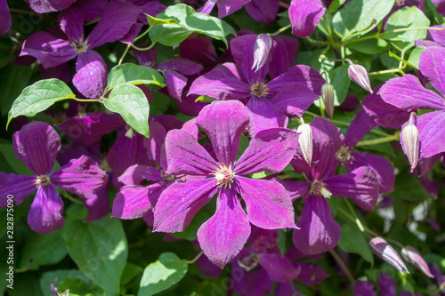 Blooming violet clematis climbing plant flowers close-up.