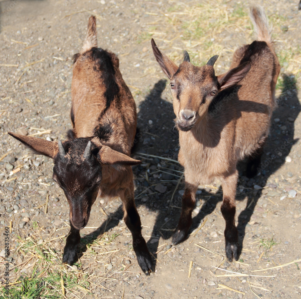 View of two young goats in nature View of two young goats in nature