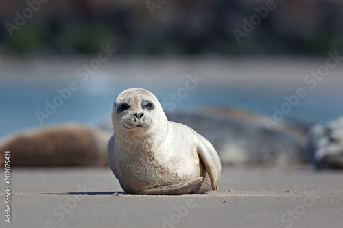 harbor seal,harbour seal, phoca vitulina, common seal