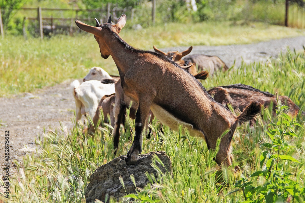 Chamois resting on the stone, from behind