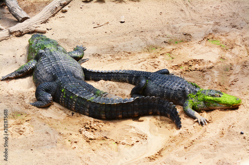 two alligators standing near the river