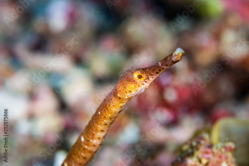 Closeup of a Pipefish Underwater on a Coral Reef