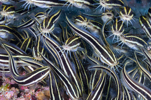 School of Striped Eel Catfish on a Tropical Coral Reef in the Philippines photo