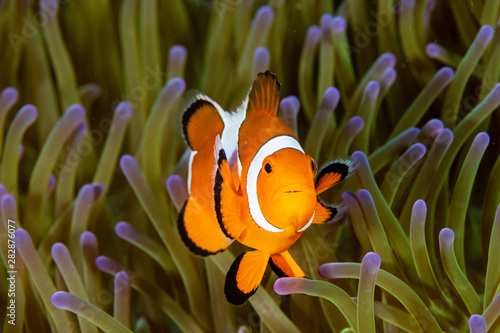 Cuadro en lienzo Cute Common Clownfish in the Tentacles of its Host Anemone on a Tropical Coral R