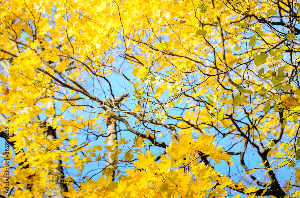 Yellow tops of autumn maple trees with autumn golden leaves against the blue sky in day of fall - autumn background bottom view Yellow tops of autumn maple trees with autumn golden leaves against the blue sky in day of fall - autumn background bottom view
