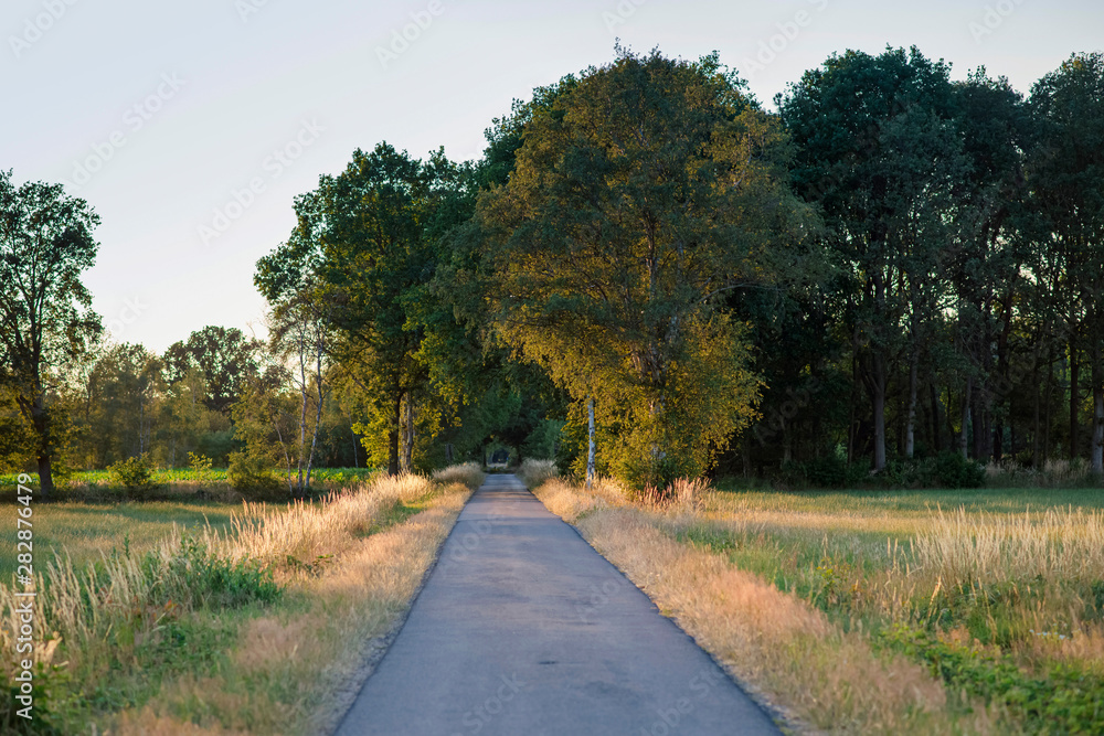 Country road in summer in evening sunlight.