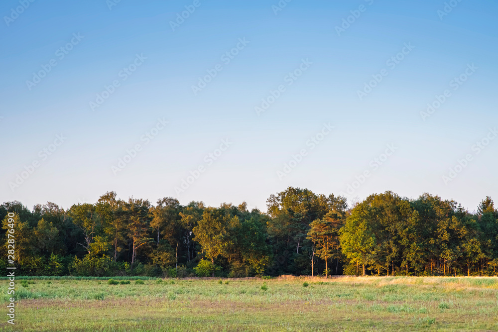 Wild field with forest in evening sunlight in summer. Wild field with forest in evening sunlight in summer.