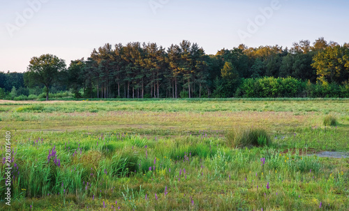 Wild field with forest in evening sunlight in summer.