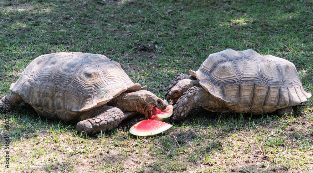 Obraz premium Tortoises eating watermelon