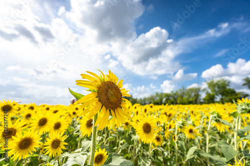 sunflower in garden