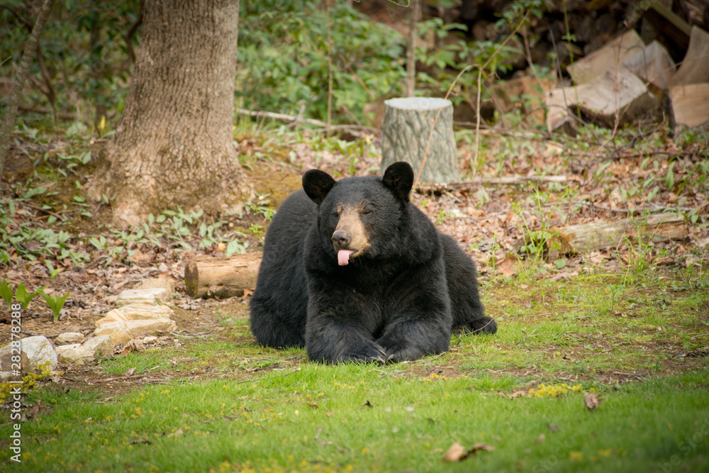 Huge black bear sitting on the grass with its tongue out at a home near Asheville, North Carolina. Huge black bear sitting on the grass with its tongue out at a home near Asheville, North Carolina.