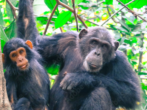 Billede på lærred Mother and baby Chimpanzee in a tree