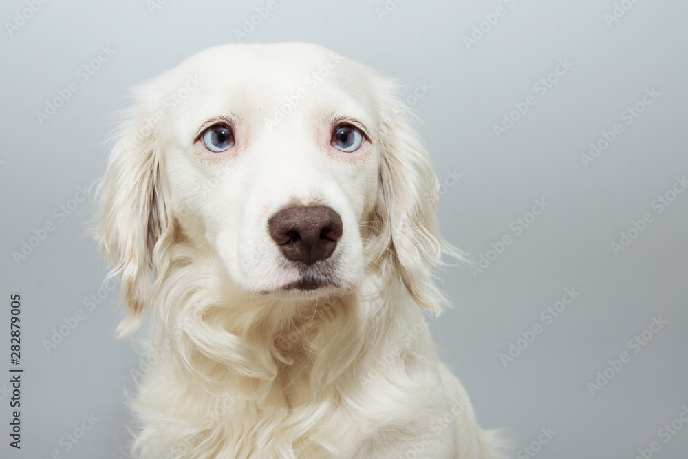 Portrait cute puppy dog with blue eyes, isolated on gray colored background. Portrait cute puppy dog with blue eyes, isolated on gray colored background.