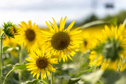 sunflower in garden